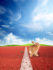 Tortise and the Hare at the finishing line © 1000words