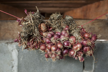 Naklejka premium Closeup Red onion