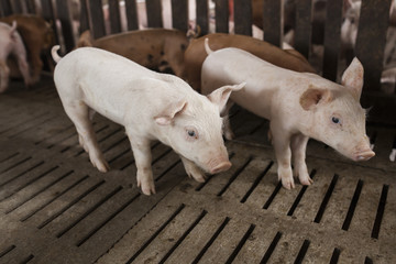 Plakat pigs in the farm