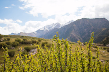 Plants in front of a blurry mountain landscape with clouds