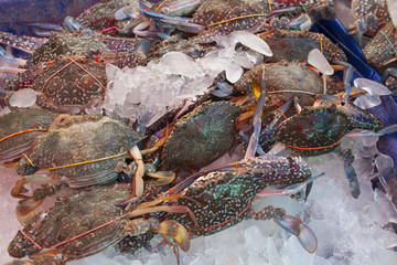 Flower crab is covered with ice at the market