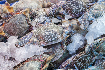 Flower crab is covered with ice at the market