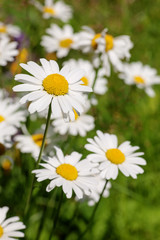 Obraz premium daisy on the summer meadow