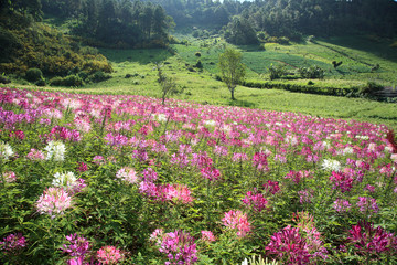 Purple wild flower field near mountain in Chiang Mai, Thailand