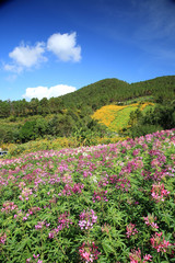 Purple wild flower field near mountain in Chiang Mai, Thailand