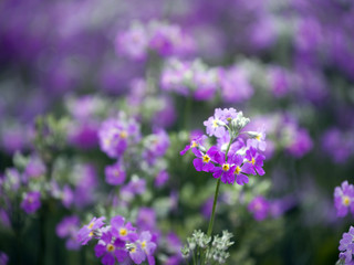 Purple wild flower field near mountain in Chiang Mai, Thailand