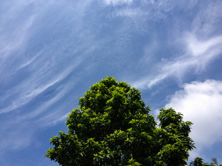 tree and blue sky background