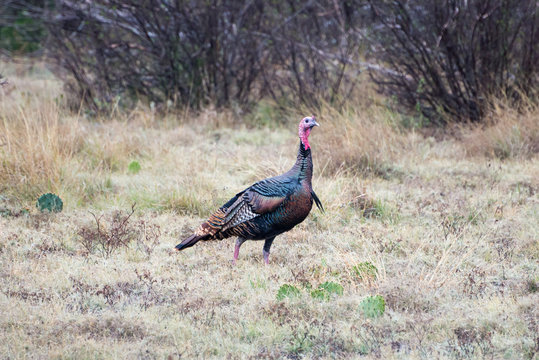 Texas Turkey Standing on Alert
