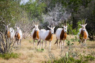 Naklejka na ściany i meble Scimitar Horned Oryx Herd