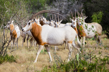 Scimitar Horned Oryx Bull