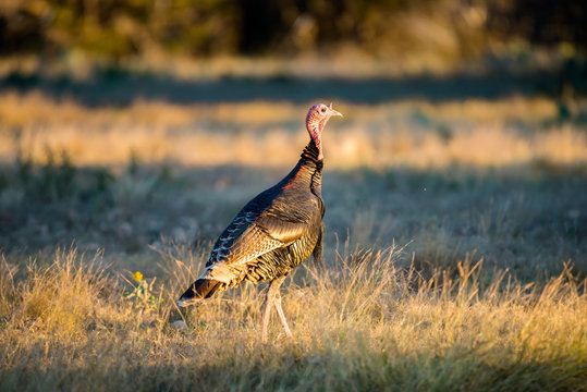 Texas Turkey Walking on Alert