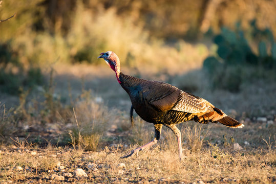Texas Turkey Quickly Walking