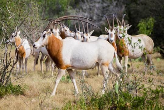 Scimitar Horned Oryx Bull