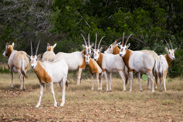 Obraz na płótnie Canvas Scimitar Horned Oryx Herd