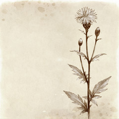 Wild flower illustration. Vintage background