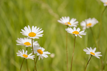 Abstract floral background with Marguerites