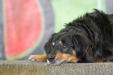 Fototapete bei efototapeten.de bestellen   