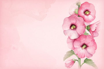 Fototapeta na wymiar Watercolor illustration of mallow flower