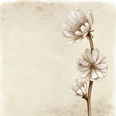 Wild flower illustration. Vintage background