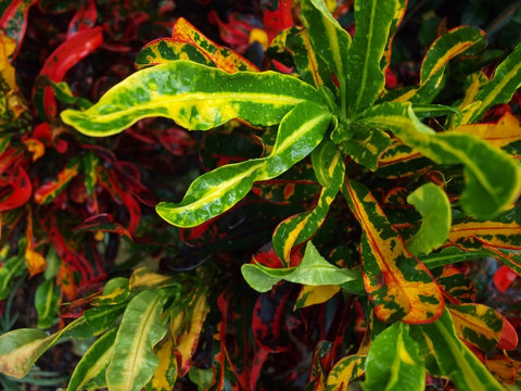 Fototapeta tropical plant background