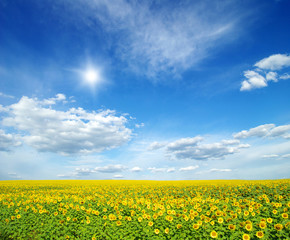 field of sunflowers