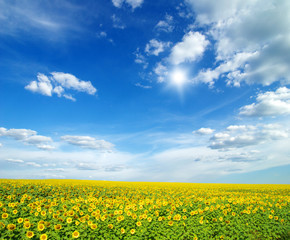 field of sunflowers