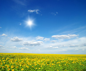 field of sunflowers