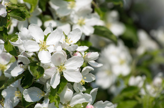   blooming white flowers