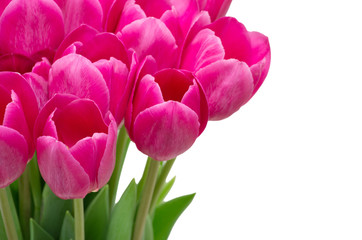 Obraz premium tulips