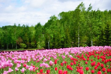 Colorful tulips in Hokkaido, Japan