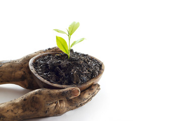 Woman's hands protect young tree on soil in wooden bowl on white background