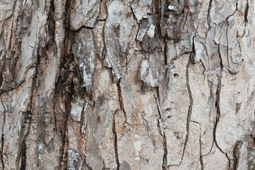 Bark of Pine Tree