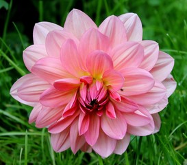 Pink dahlia