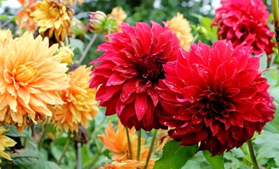 Dahlias