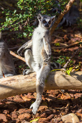 Ring Tailed Lemur or white front (Lemur catta)
