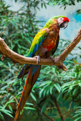 Nice colorful parrot