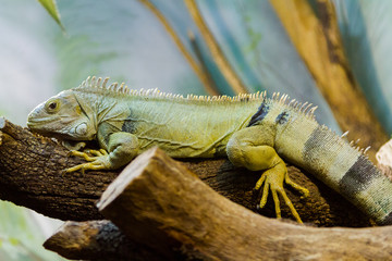 The fiji iguana (Brachylophus fasciatus)