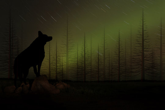 Wolf Howling in a Forest