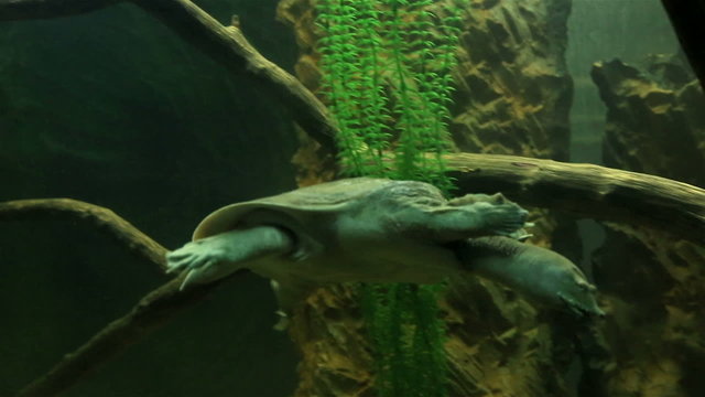 Chinese softshell turtle 