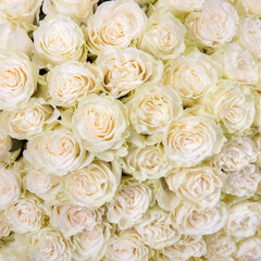 Obraz na płótnie Canvas Abstract background of white roses