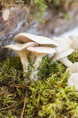 Group of miller or sweetbread mushrooms (Clitopilus prunulus)