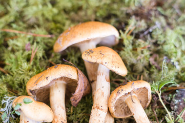 Birch webcap (Cortinarius triumphans) mushrooms, selective focus
