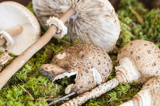 Parasol mushrooms (Macrolepiota procera) lying on moss