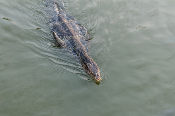 Monitor lizard swimming.