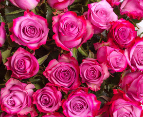 Background image of pink roses