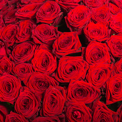 Plenty red natural roses background
