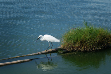 Little egret