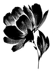 흑백 붓터치의 모란 꽃