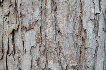 Bark of Pine Tree