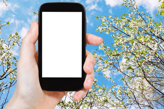 smartphone and blossoming cherry tree and blue sky